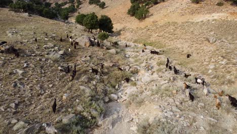 Ziegen-Auf-Dem-Gipfel-Des-Berges