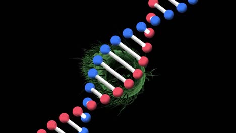 Animation-Eines-DNA-Strangs,-Der-Sich-über-Einer-Grünen-Covid-19-Zelle-Auf-Schwarzem-Hintergrund-Dreht