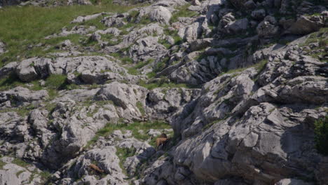 herd of chamois walking, grazing and climbing high up in the mountains