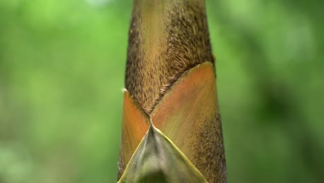 al comienzo del monzón, nuevos árboles de bambú están creciendo en el bosque
