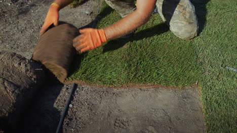 a team of workers lays a rolled lawn in the yard of the house. top view