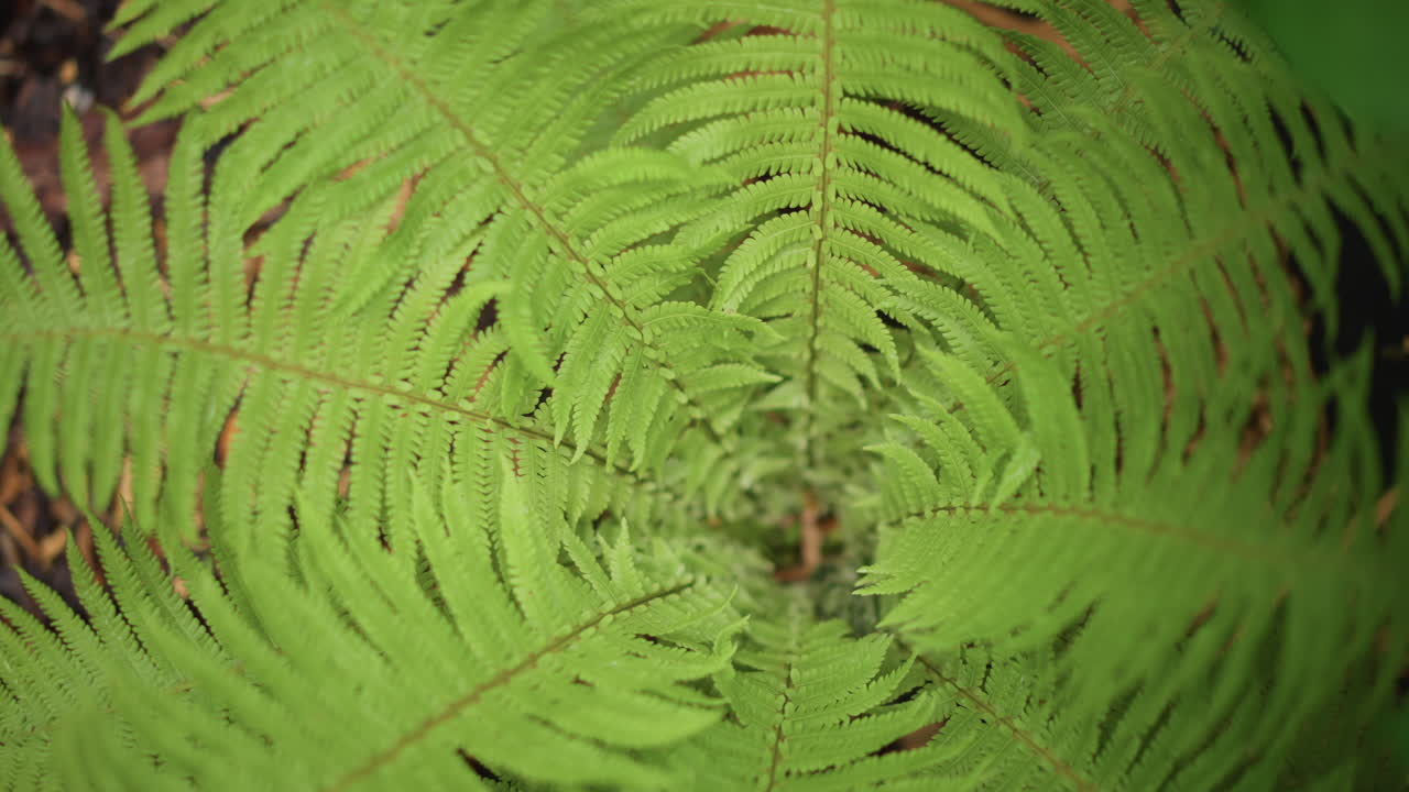 Top down view of green fern fronds forming radial spiral on shaded forest floor, close botanical study evoking calm, moist texture and vivid verdant tones for nature and wellness projects