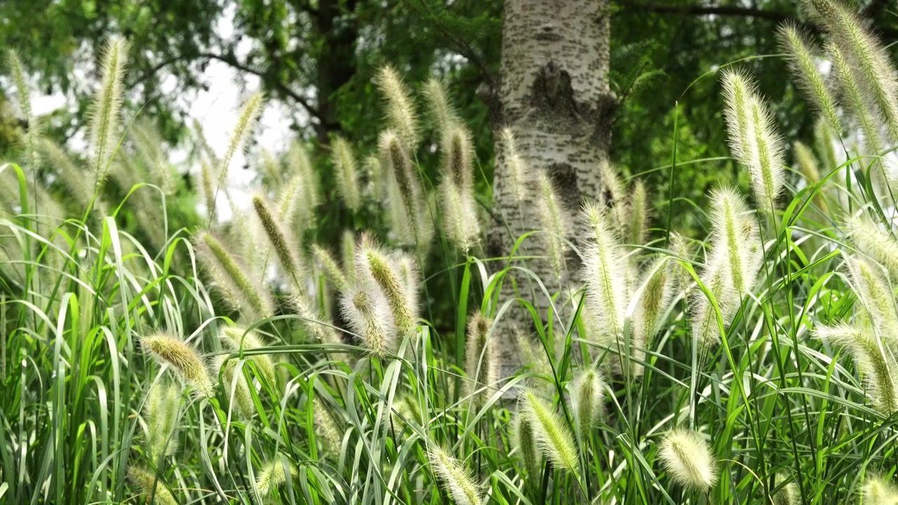 自然の中で育つチカラシバ (4K25p)