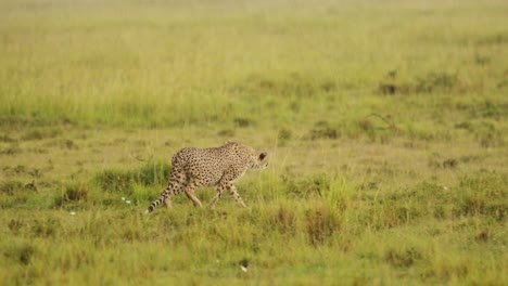 Cheetah-roaming-the-Maasai-Mara-landscape,-prowling-through-the-lush-grasslands-of-the-savannah-savanna,-African-Wildlife-in-Maasai-Mara-National-Reserve,-Kenya