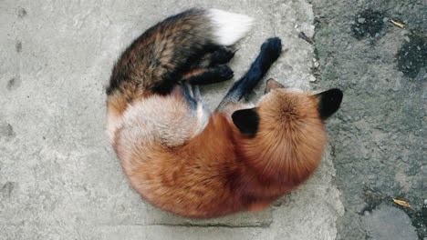 Overhead-Shot-Of-A-Cross-Fox-Resting-On-Concrete-Ground-At-Miyagi-Zao-Fox-Village-In-Shiroishi,-Japan