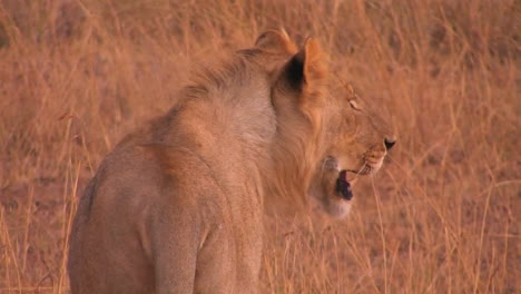 A-young-lioness-walks-across-a-dry-field