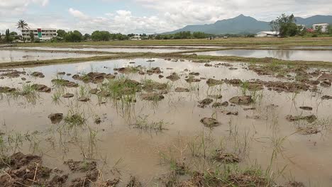 Tierra-Fangosa-Con-Algo-De-Arroz-En-Ella