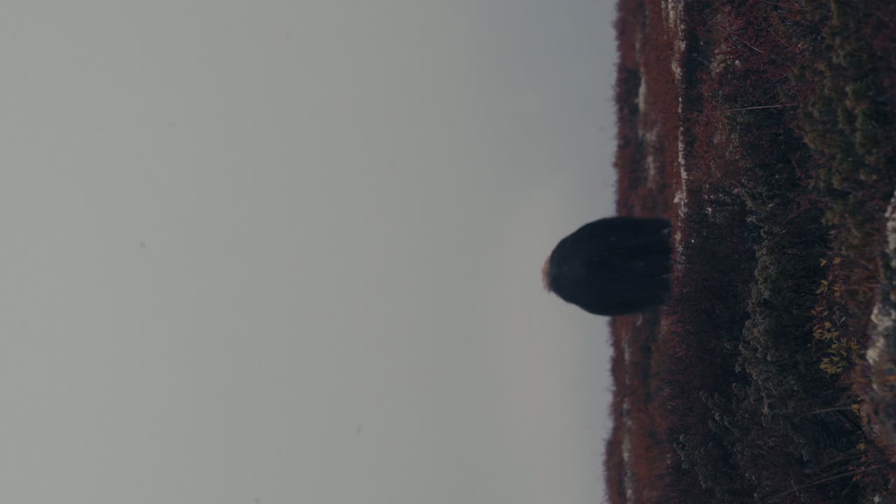 toma vertical de toro de buey almizclero alimentándose de animales en la tundra de otoño en dovrefjell, noruega - vista trasera