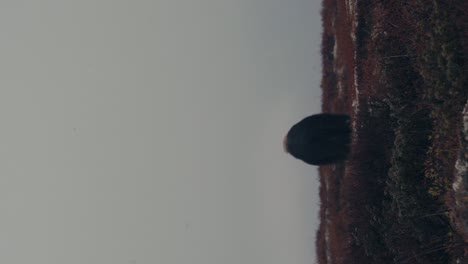 vertical shot of musk ox bull animal feeding in autumn tundra in dovrefjell, norway - rear view