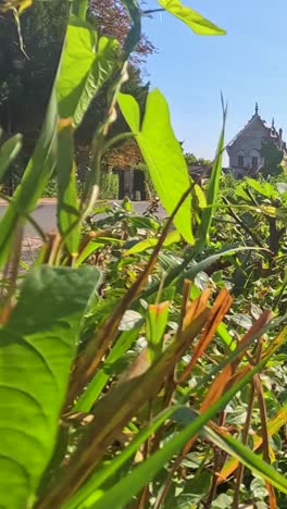 lush greenery along a riverside in bordeaux, france