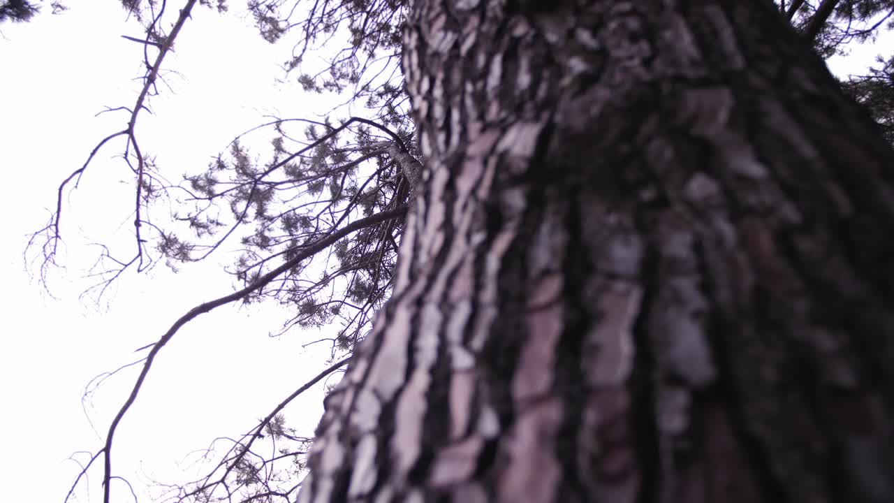 Pine Tree Comes Into Focus