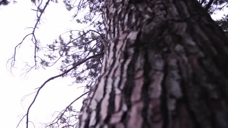 pine tree comes into focus