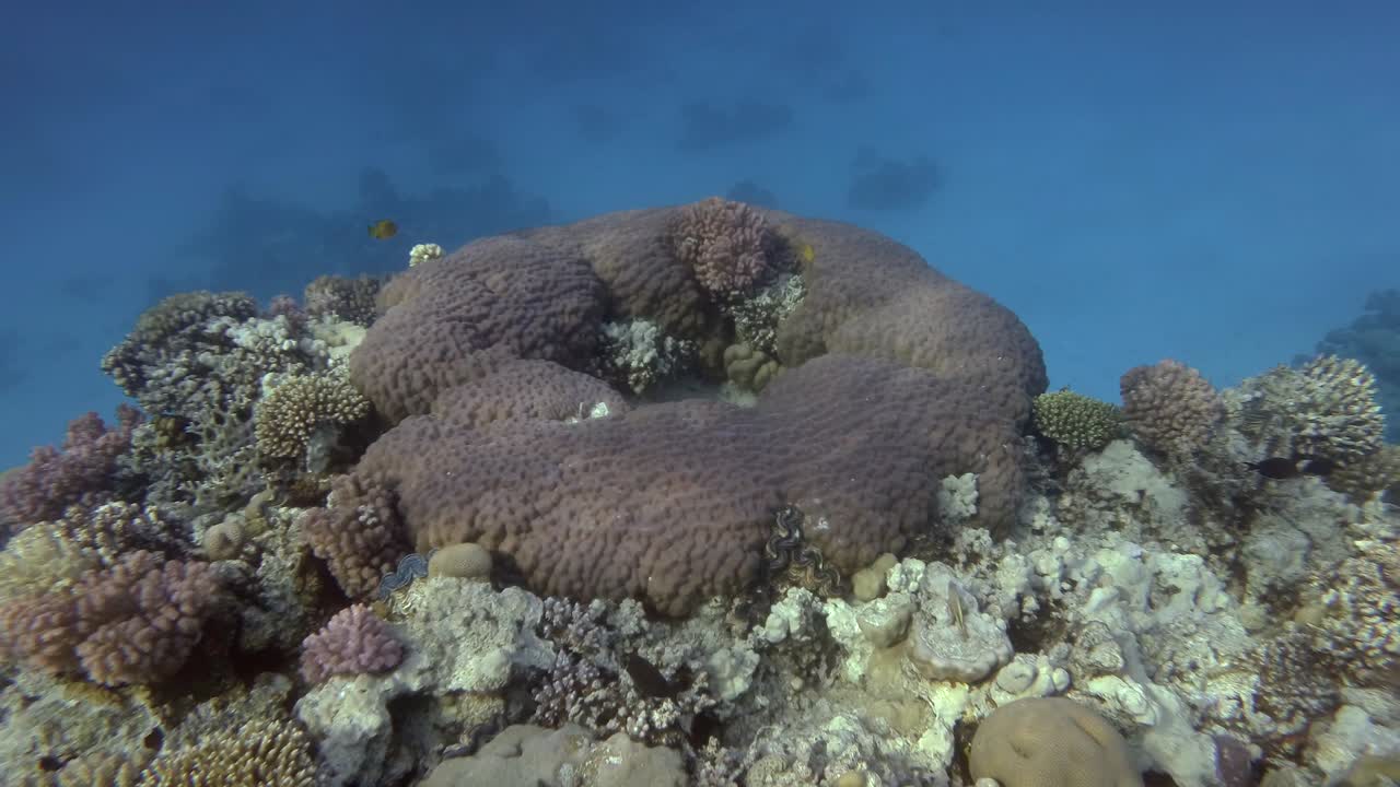 hermoso arrecife de coral tropical en forma de anillo. cámara moviéndose hacia adelante. vida submarina en el océano