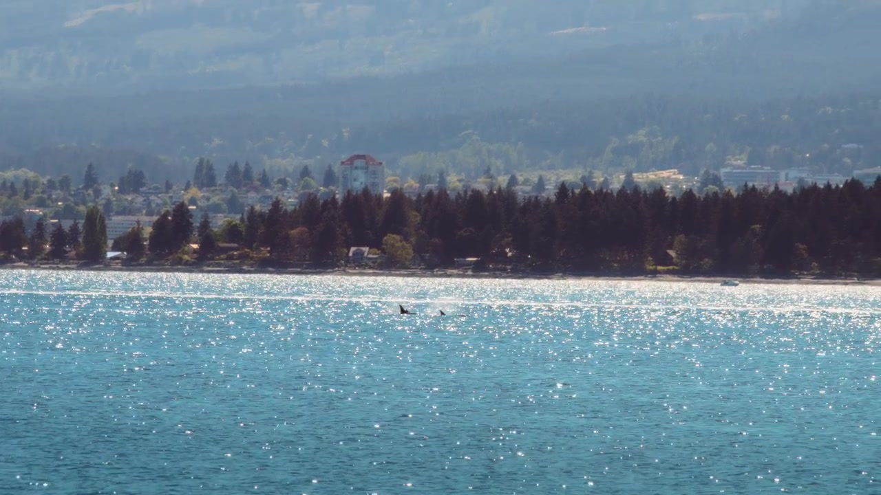 Orche assassine che nuotano nell'oceano, vicino alla costa dell'Isola di Vancouver, Canada.