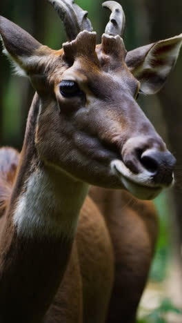 deer in a lush forest
