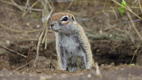 cape ground squirrel observing surroundings in central kalahari game reserve, kalahari desert, botswana