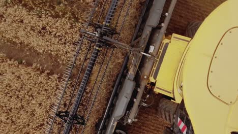 top down closeup view of a combine harvester cutting and collecting golden wheat