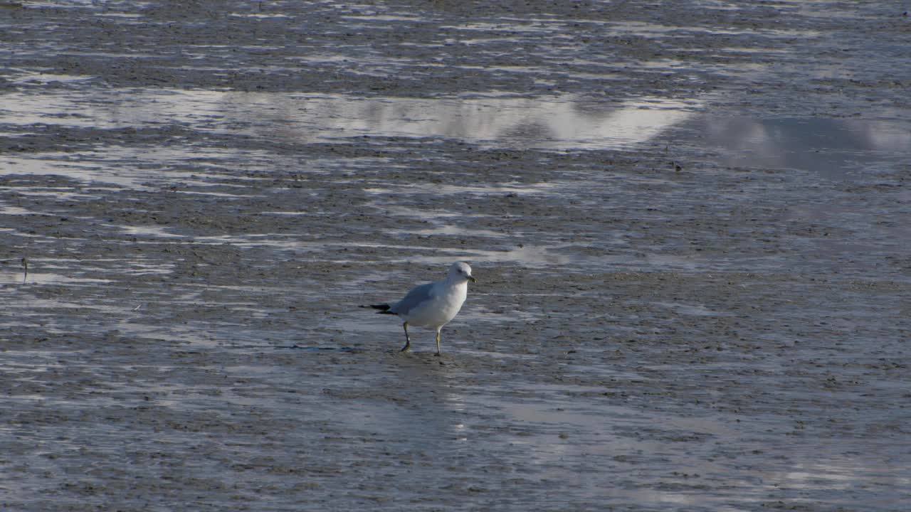 A lone seagull walking in the mud at the wet lands