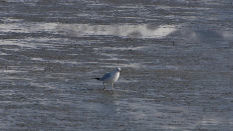 a lone seagull walking in the mud at the wet lands