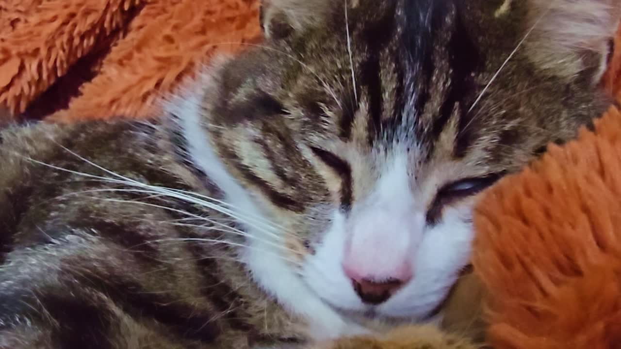 Close-up of a resting cat suddenly opening its eyes after a noise