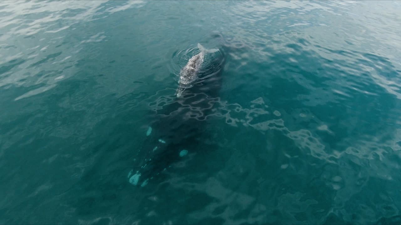una gran madre negra y un ternero gris ballenas nadando en el mar en calma - toma aérea en cámara lenta