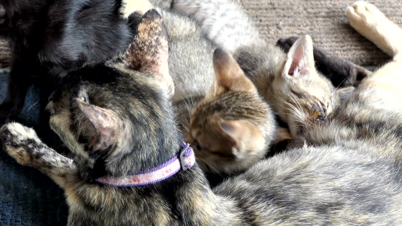 madre gato alimentando a sus gatitos