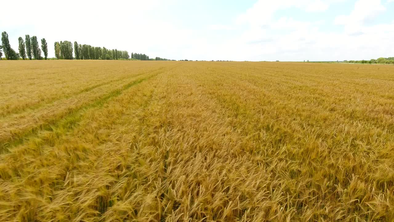 Farm wheat field. Golden yellow ears of ripe grain harvest. A drone flying fast over the ground. Agriculture concept