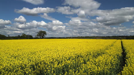 fields of colourful oilseed rape crop on a bright spring day in worcestershire, england.