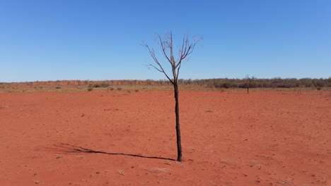 single dry tree in the middle of the open red ground of the australian outback -aerial descend