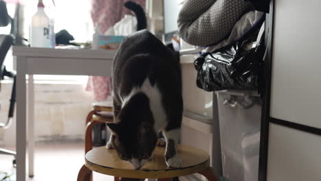 Black-and-white-cat-standing-on-the-chair-in-the-living-room