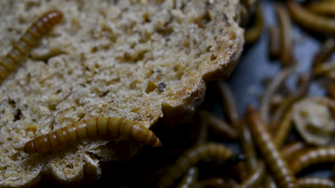 O Tenebrio é uma espécie de besouro Tenebrionidae usado para alimentar animais de estimação como peixes, cobras, pássaros e sapos.