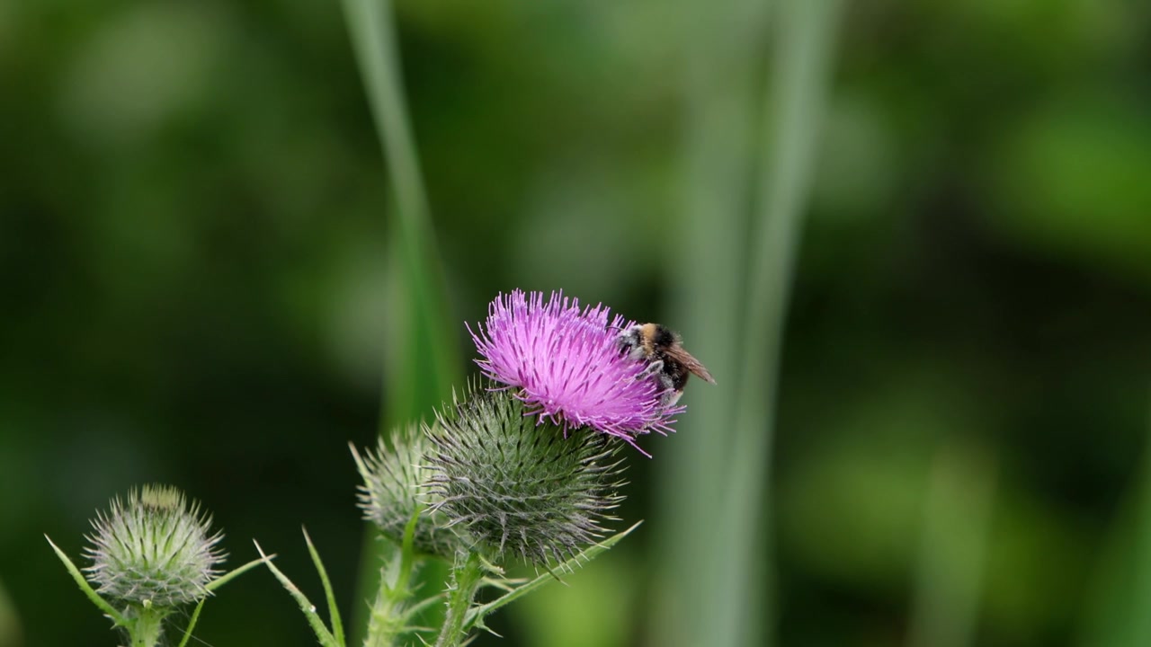 En humle som spiser på en tistelblomst midtsommers. Storbritannia
