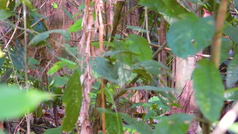 Hidden-behind-a-lush-foliage-in-a-forest-undergrowth,-a-White-bearded-manakin-Manacus-manacus-is-moving-from-one-twig-to-another-inside-the-Tayrona-National-Park-in-Colombia,-Southe-America