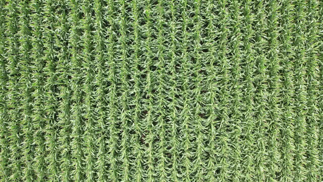 вид с воздуха на кукурузное поле