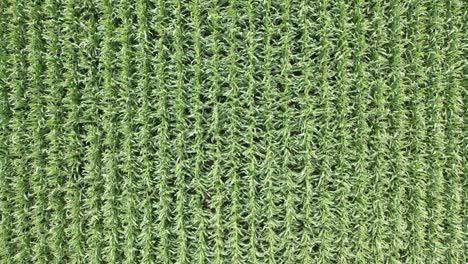 aerial view of a cornfield