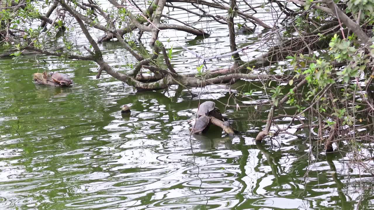 tortuga nadando cerca de las ramas de los árboles en el lago
