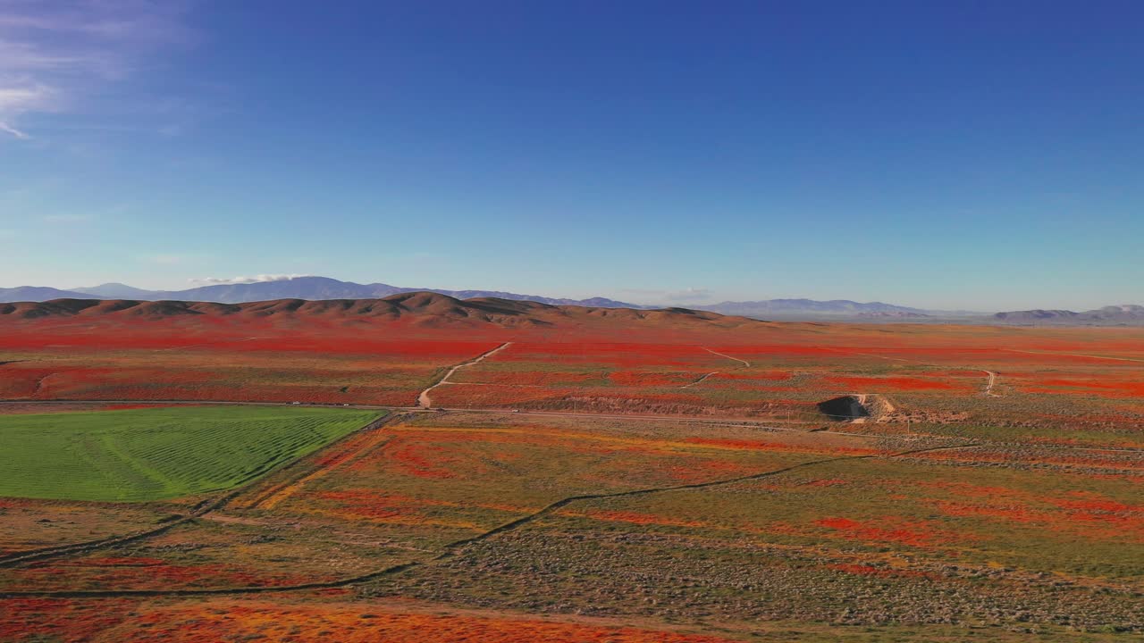 캘리포니아 슈퍼 블룸의 일부인 캘리포니아주 랭커스터의 양귀비 들판