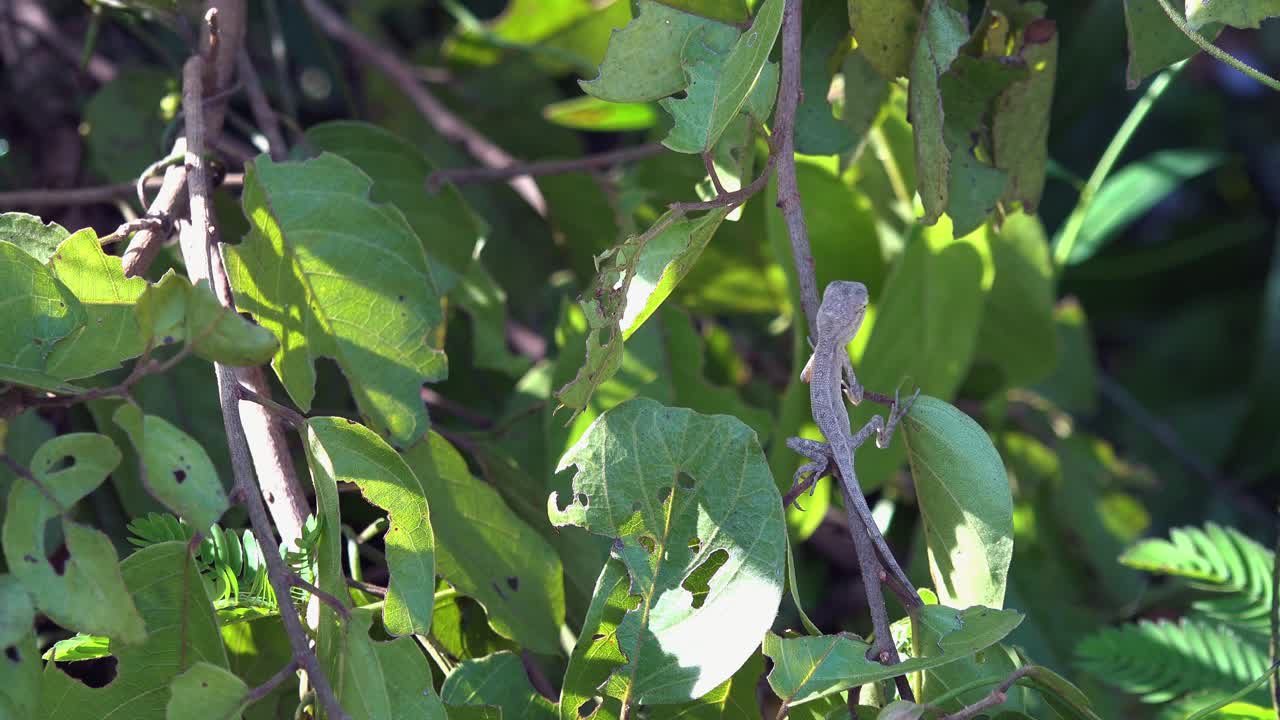 햇빛에 편안한 나뭇가지에 도마뱀