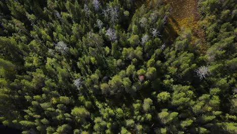 Stacheliger-Kiefernwald-Kilsbergen-Wald-Skandinavien-Antenne