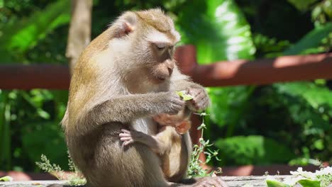 monkey eating food while having his baby at his belly