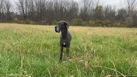 Majestic-Great-Dane-Standing-in-a-Sea-of-Tall-Grass