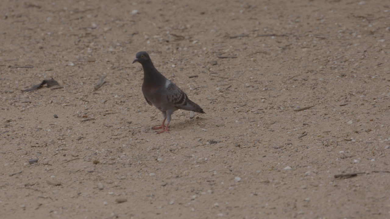palomas corriendo por la suciedad en el parque