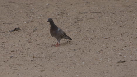 Palomas-Corriendo-Por-La-Suciedad-En-El-Parque