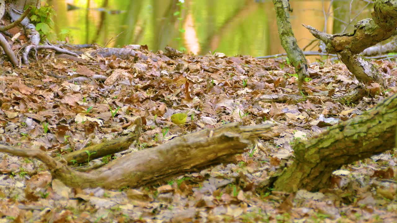 A Tennessee Warbler forages among the dead leaves on the forest floor.