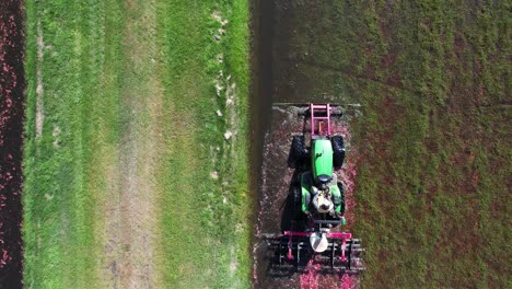 En-El-Centro-De-Wisconsin,-Un-Tractor-De-Grada-Corta-Un-Pantano-De-Arándanos-Y-Los-Derriba-De-La-Vid,-Lo-Que-Permite-Que-Los-Arándanos-Maduros-Floten-Hacia-La-Superficie-Del-Agua