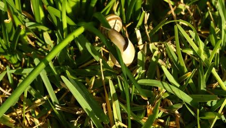 this is a video of a snail crawling through the grass in early morning