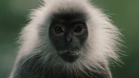 silvery lutung monkey chewing food. - closeup shot