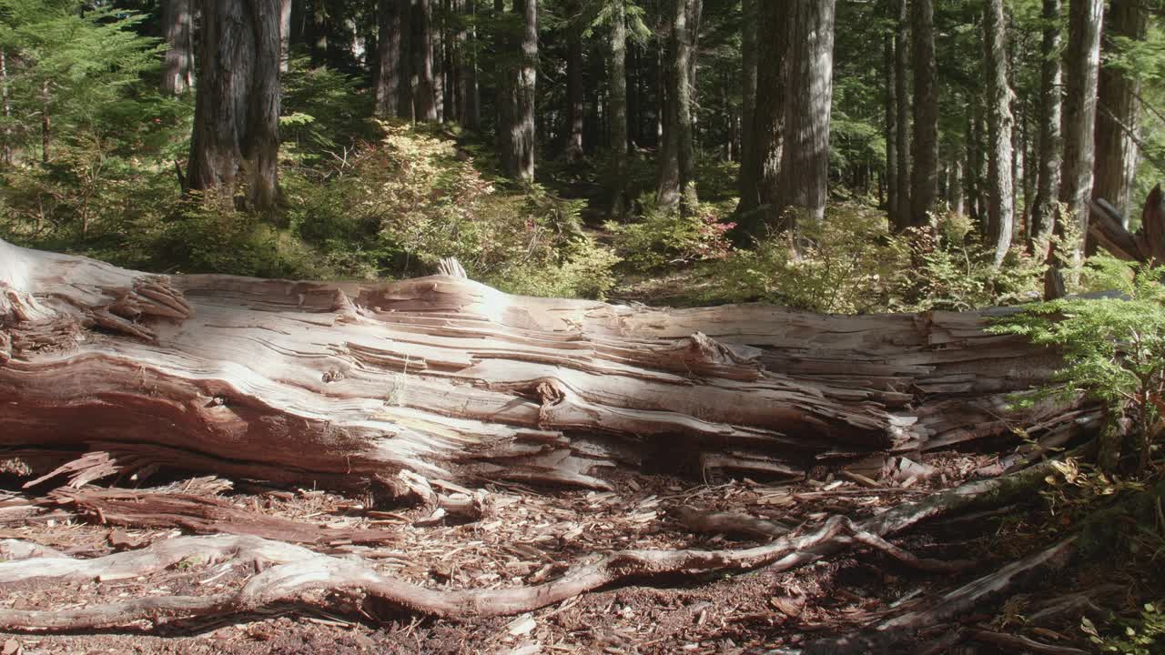 Cucciolo di Boston Terrier corre e salta sopra un grande tronco d'albero caduto in un paesaggio boschivo naturale