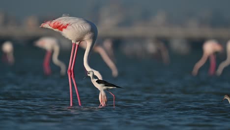 Winter-Migratory-birds-Greater-Flamingos-wandering-in-the-shallow-sea-backwaters-at-low-tide---Bahrain