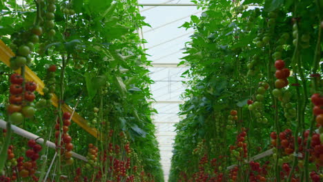 Tomatenbüsche-Wachsen-Im-Gewächshaus-Auf-Zweigen-Und-Produzieren-Frische-Bio-Lebensmittel